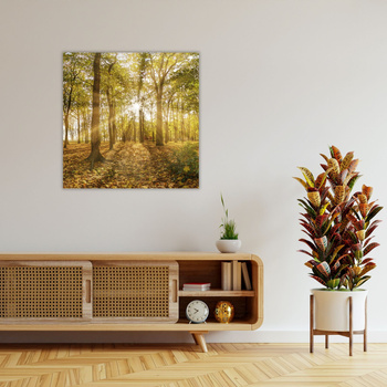 Canvas Print Sun Between Trees in the Forest 90X90 cm