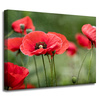 Canvas Print Botanical Red Poppies 40x30 cm