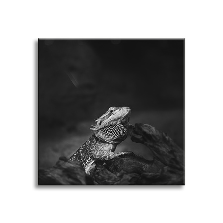 Canvas Print Lizard Reptile Black and White Nature 90x90
