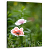 Canvas Print Botany Poppy Flowers 30x40 cm