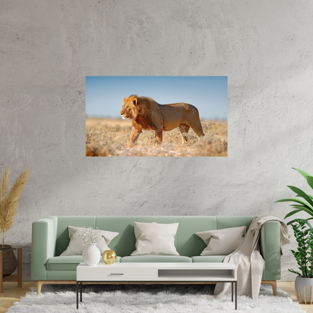 Canvas Print Walking Lion on Savannah Grass 70x50 cm