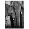 Canvas Print Black and White Elephant Couple Nature 80x120 cm