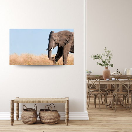 Canvas Print Gray Large Elephant with Trunk Savanna Warmth 100x80 cm