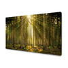 Canvas Print Forest Trees Sun Nature Spring 120x80 cm