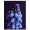Canvas Print Botany Hyacinth 30x40 cm