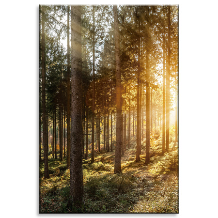 Canvas Print Birch Trees Sun Morning 80x120 cm