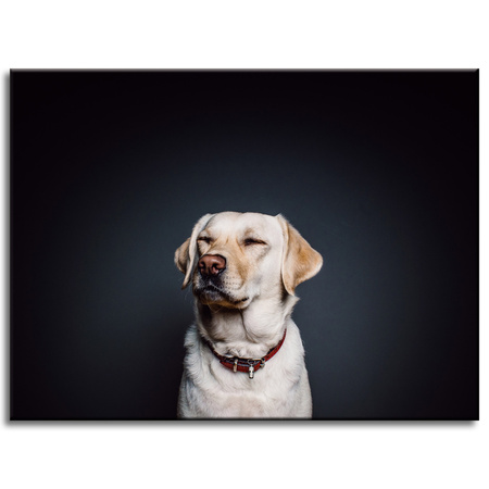 Canvas Print Animals Labrador 40X30 cm