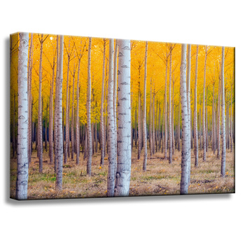 Canvas Print Birch Trees Autumn Yellow Leaves 60x40 cm