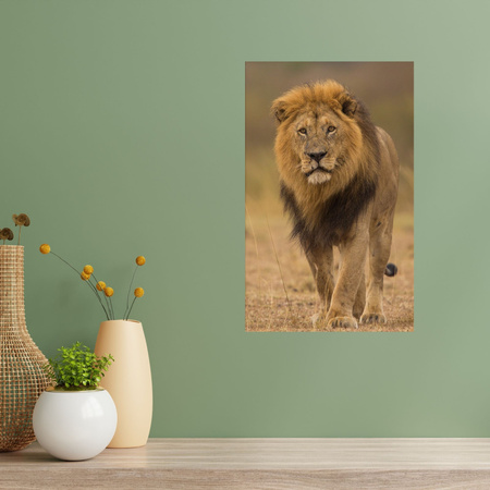 Canvas Print Lion Nature Savannah Wilderness 80x120 cm