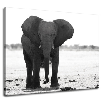 Canvas Print Gray Elephant Nature Black and White 100x80 cm