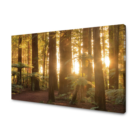 Canvas Print Sun Rays Forest Trees 90x60 cm