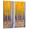 Canvas Print Birches in Autumn Yellow Leaves 80x100 cm