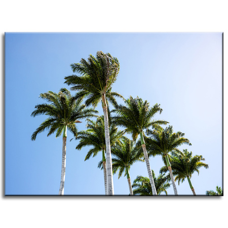 Canvas Print Nature Palm Trees 40x30 cm