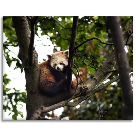 Canvas Print Animals Red Panda 100x80 cm