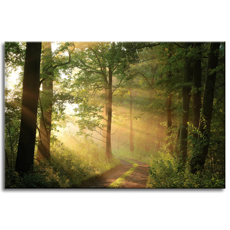 Canvas Print Sunlight Forest Path Nature 60x40 cm