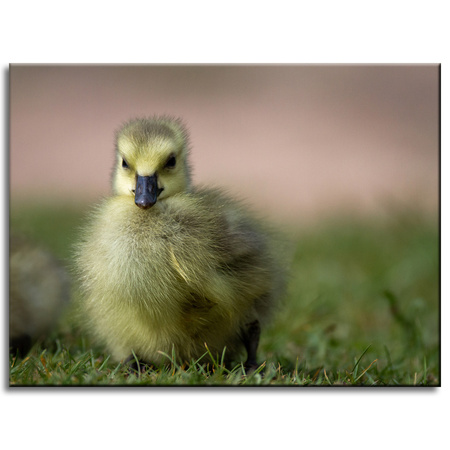Canvas Print Animals Duck 40x30 cm