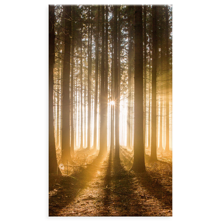 Canvas Print Sun in the Forest Light Tree 70x120 cm
