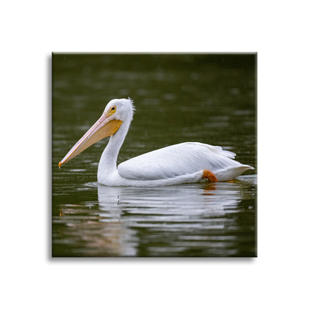 Canvas Print Animals Pelican 40x40 cm