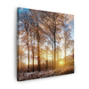 Canvas Print Trees Winter Rising Sun 80X80 cm