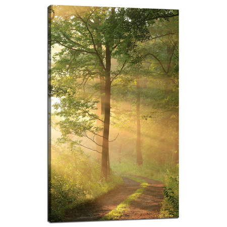 Canvas Print Sunlight Forest Path Nature 60x100 cm