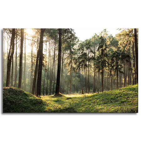 Canvas Print Forest Trees Sun Nature 80x50 cm