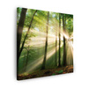 Canvas Print Sun in the Forest Trees Nature 80X80 cm