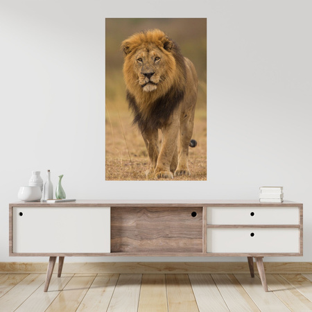 Canvas Print Lion Nature Savannah Wilderness 80x120 cm