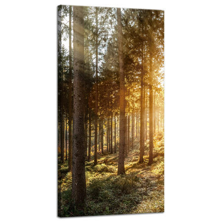 Canvas Print Birch Trees Sun Morning 40x80 cm
