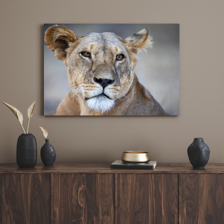 Canvas Print Animals Lioness 40x30 cm