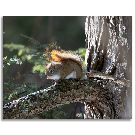 Canvas Print Animals Squirrel 100x80 cm