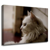 Canvas Print Animals White Cat 40x30 cm