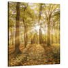 Canvas Print Sun Between Trees in the Forest 80x100 cm