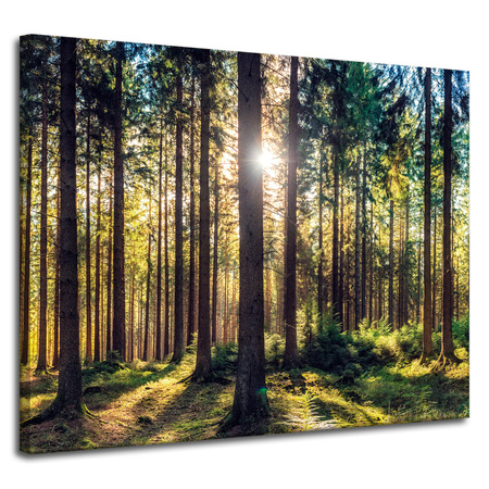 Canvas Print Forest Sun Trees Spring Morning 100x80 cm