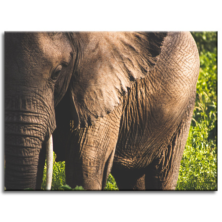 Canvas Print Animals Elephant_3 40x30 cm