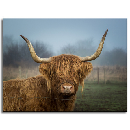 Canvas Print Animals Cow 40x30 cm
