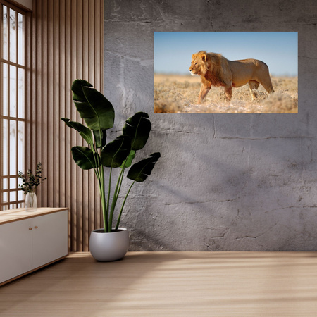Canvas Print Walking Lion on Savannah Grass 100x80 cm
