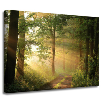 Canvas Print Sunlight Forest Path Nature 40x30 cm