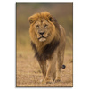 Canvas Print Lion Nature Savannah Wilderness 80x120 cm