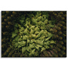Canvas Print Nature Trees from a Bird's Eye View 70x50