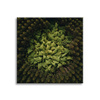 Canvas Print Nature Trees from a Bird's Eye View 90x90