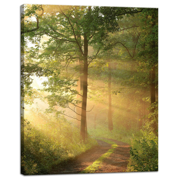 Canvas Print Sunlight Forest Path Nature 40x50 cm