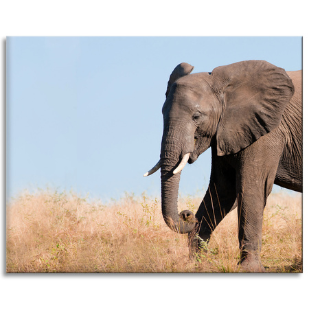 Canvas Print Gray Large Elephant with Trunk Savanna Warmth 100x80 cm