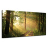 Canvas Print Sunlight Forest Path Nature 120x60 cm