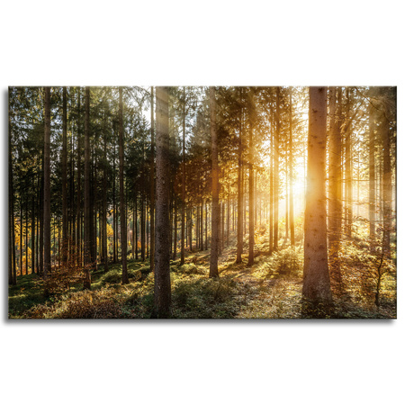 Canvas Print Birch Trees Sun Morning 100x60 cm