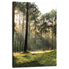 Canvas Print Forest Trees Sun Nature 40x60 cm