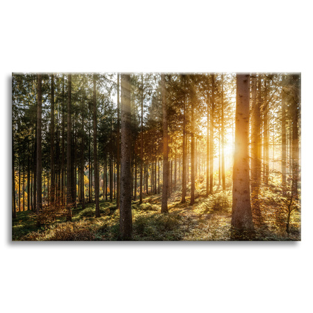Canvas Print Birch Trees Sun Morning 90x60 cm
