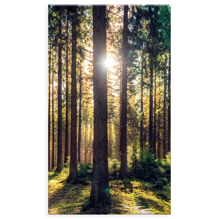 Canvas Print Forest Sun Trees Spring Morning 70x120 cm
