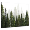Canvas Print Rain Forest Nature Trees 100x80 cm