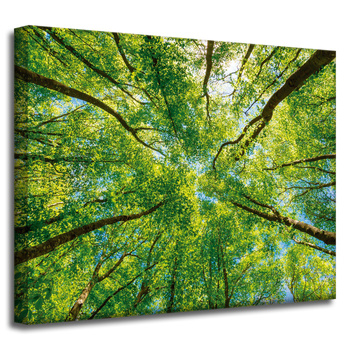 Canvas Print Trees Leaves Nature Forest Spring 50x40 cm