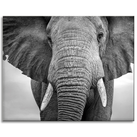 Canvas Print Gray Elephant Face Animal 100x80 cm